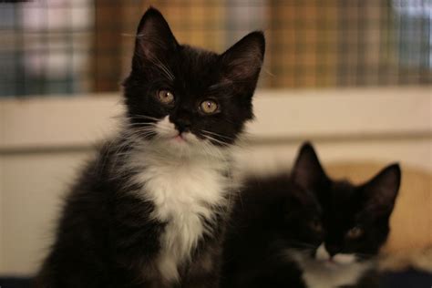 Kissakoti Kattila: Kuvia kissoista!