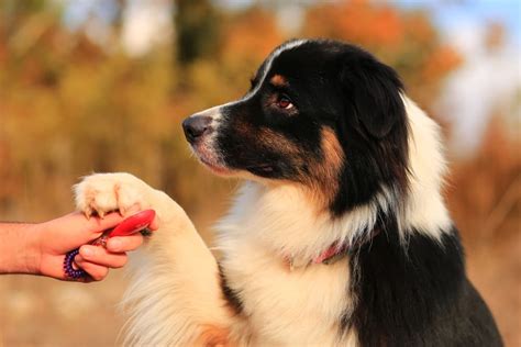 14 Things Dog Trainers Want You to Know | Great Pet Care