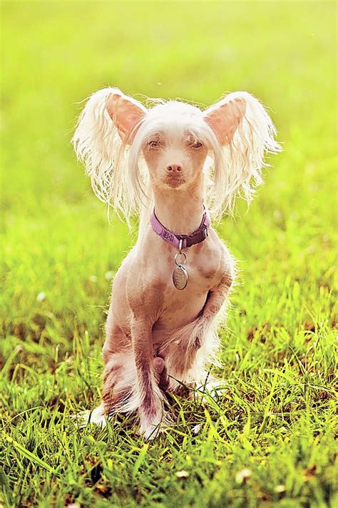 Hairless Chinese Crested Dog In Field by Amy Lane Photography