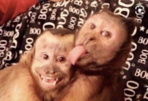 Lion and Monkey Meme
