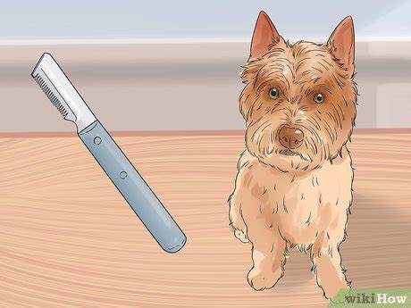 How to Groom a Cairn Terrier (with Pictures) - wikiHow