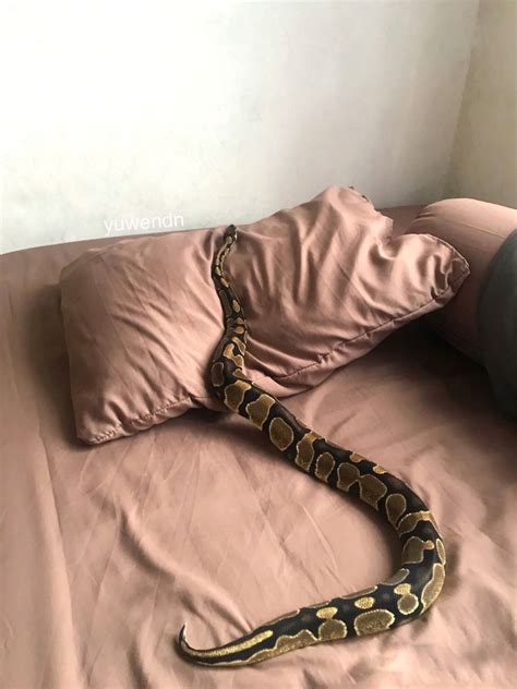 Yp on Instagram: "My ball python took a nap on my bed" | Ball python ...