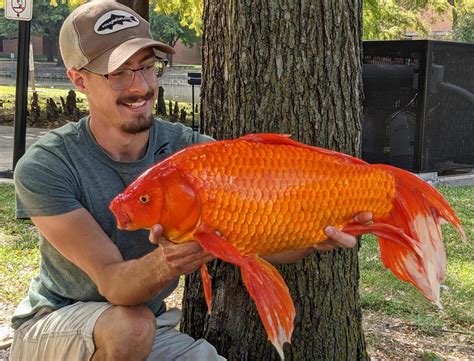 Worlds Biggest Goldfish