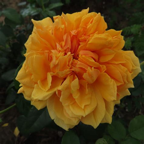 Leah Tutu rose | Yellow Shrub rose | Garden Roses