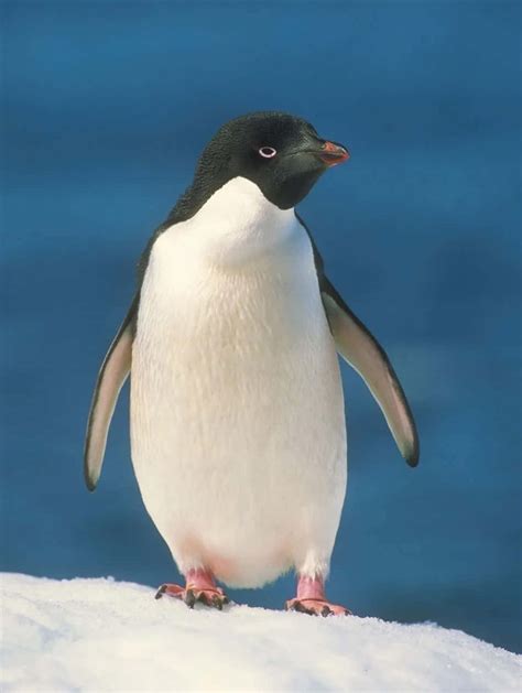 penguins stand ready  march  formation wallpaperscom
