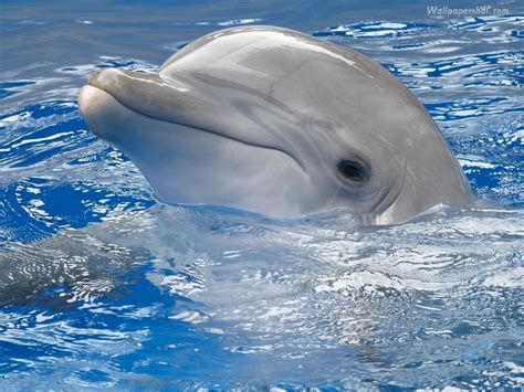 🔥 [50+] Dolphin Wallpapers Windows 10 | WallpaperSafari