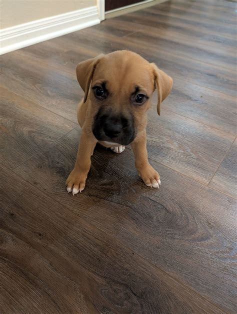 Adopt Chubs Today - Find Paw Pal