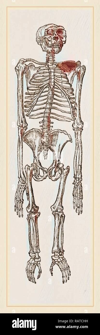 Chimpanzee skeleton hi-res stock photography and images - Alamy