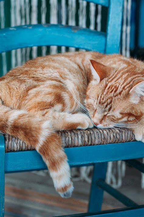 "Cat Sleeping On A Chair." by Stocksy Contributor "Beatrix Boros" - Stocksy