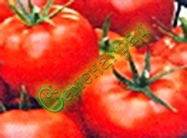 Семена томатов