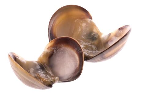 Live Edible Clams Isolated stock image. Image of ocean - 6192701