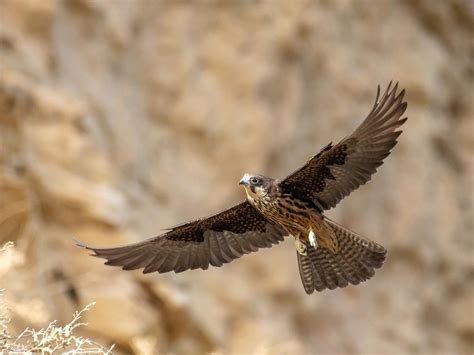 Eleonora’s Falcon Bird Facts (Falco eleonorae) | Bird Fact