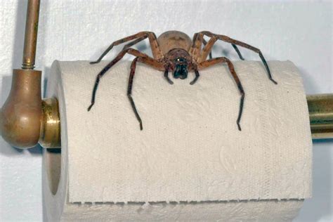 Australian Huntsman Spider