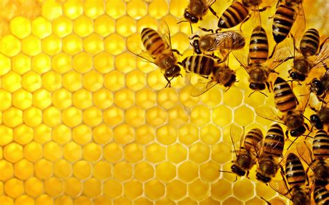 Honeycomb with bees