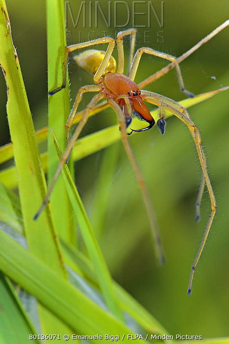 Yellow Sac Spider stock photo - Minden Pictures
