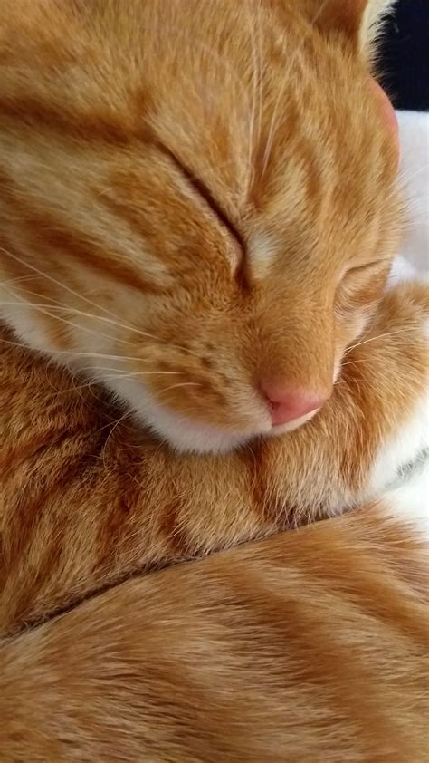 Orange tabby cat facts - golfshine