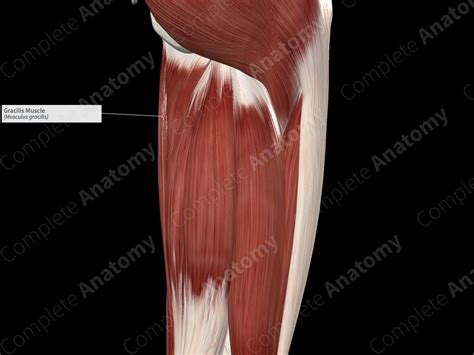 Gracilis Muscle | Complete Anatomy