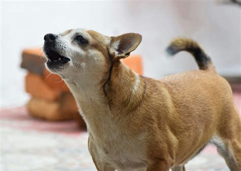 How to Help Your Fat Chihuahua Achieve a Healthy Weight