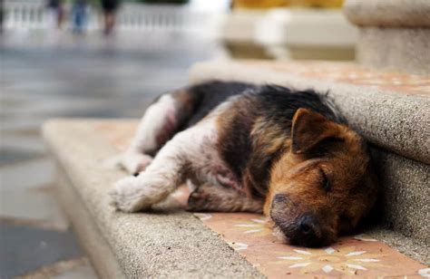 Osteosarcoma in Dogs: Symptoms & Treatment [+ Vet Insights]