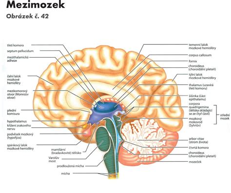 Základy anatomie - nervový systém a čivy | Fakulta sportovních studií ...