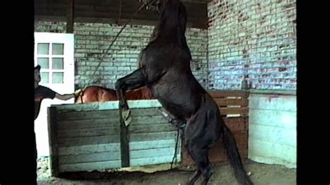 Inseminating the Mare.mov - YouTube