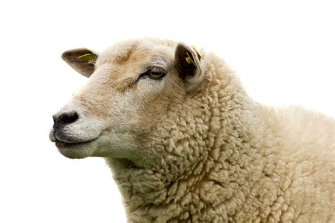 Arm schaap | SWSteksten