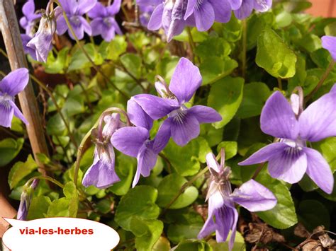La violette sauvage et odorante | Via-les-herbes