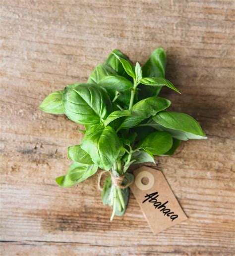 Albahaca: Descubre cómo cultivar y cuidar esta planta en casa de manera ...
