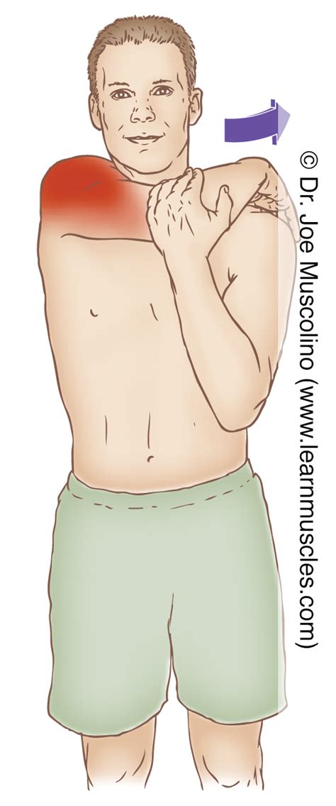 Deltoid (Posterior) - Stretching - Learn Muscles