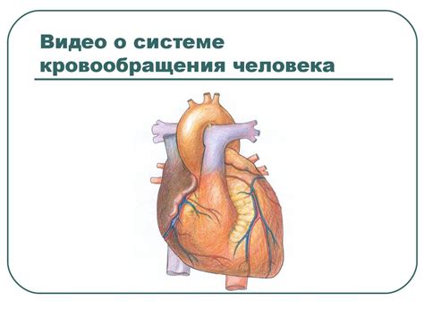 Кровообращение человека - презентация онлайн