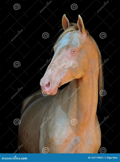 Cremello Horseperlino Akhal-teke Horse Portrait Isolated on White Stock ...