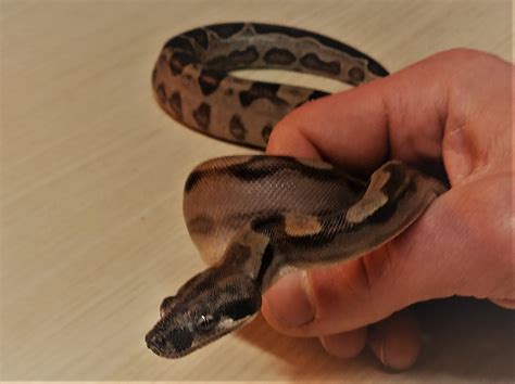 Fotogalerija - Veterinarska ambulanta Vinko Pristov