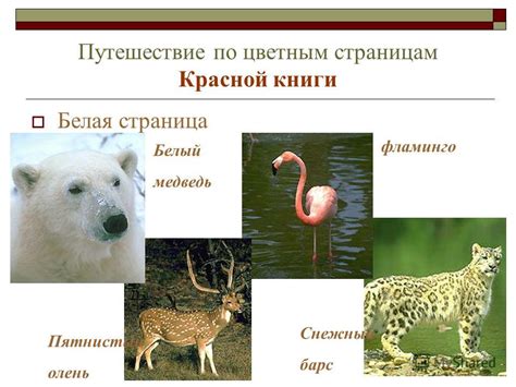 Презентация на тему: "По страницам Красной книги Красная книга животные ...