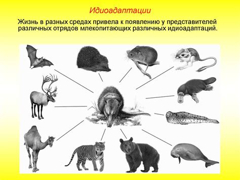Механизмы эволюционного процесса. Главные направления эволюции ...