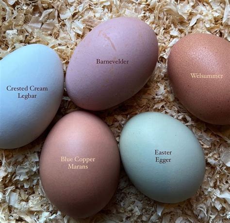 pin  brittani shea   build  homestead chickens backyard breeds