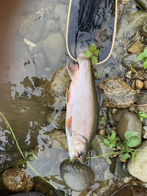 New to trout: what species we thinking on this one? : r/troutfishing