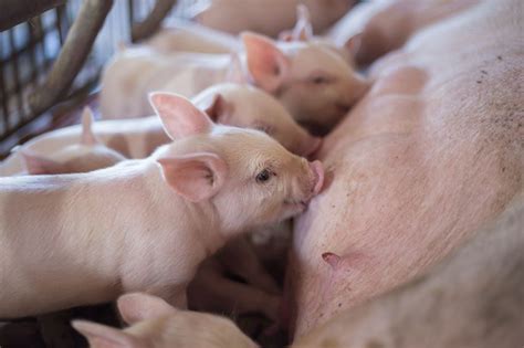ASF – A closer look at antiviral means - Pig Progress