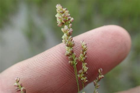 panicum (62-340 Facultative Species) · iNaturalist