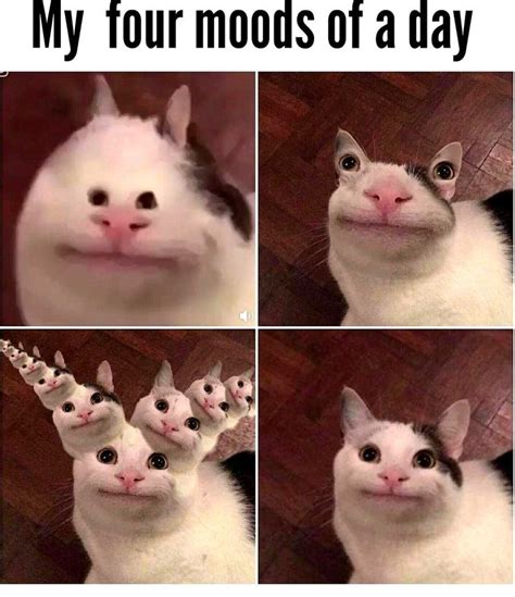 Beluga Cat Meme Download the latest Beluga Cat Meme we added for you ...
