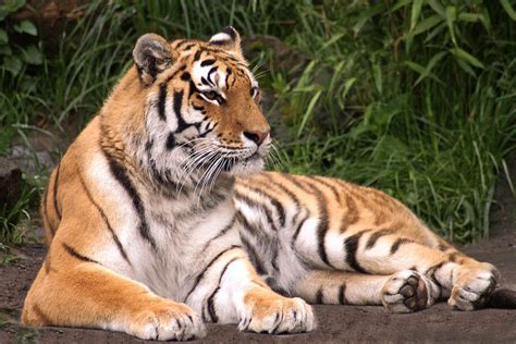 tiger schopfung