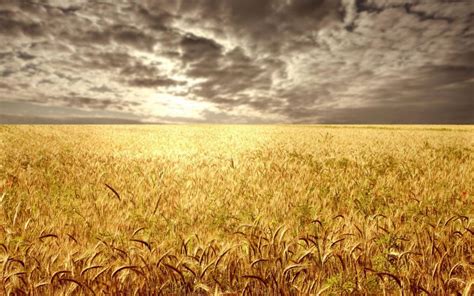 Barley Field HD wallpaper | other | Wallpaper Better