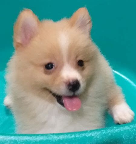 Pomeranian Female Puppies For Sale [ Dogs ] Metro Manila, Philippines ...