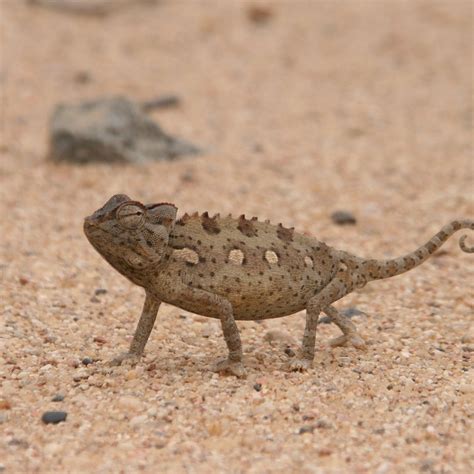 The Naturalist Collection - Swakopmund - 2025 - Tripadvisor