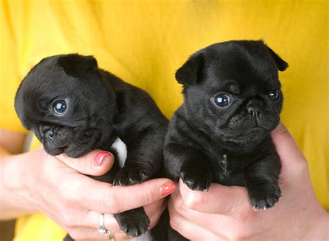 Newborn Pug Puppies