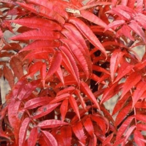 Sorbus Olympic Flame - Trees from Leafy Tiger UK