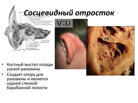 Преддверно-улитковый орган. Орган слуха. Наружное, среднее и внутреннее ...