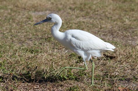 To Behold the Beauty: Immature Little Blue Heron