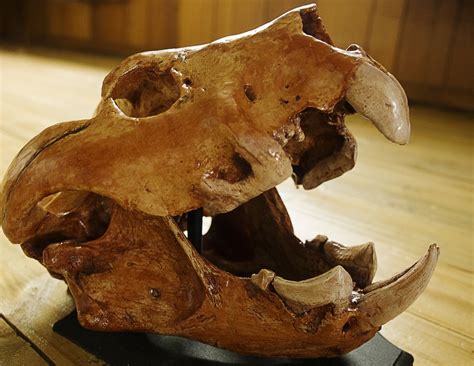 Thylacoleo Carnifex Teeth
