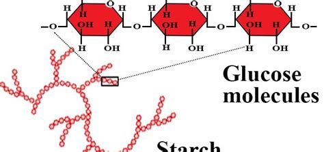 Simple Polysaccharides | Science online