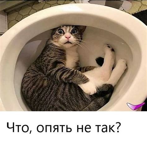 Смешные коты: 150 приколов с веселыми котами